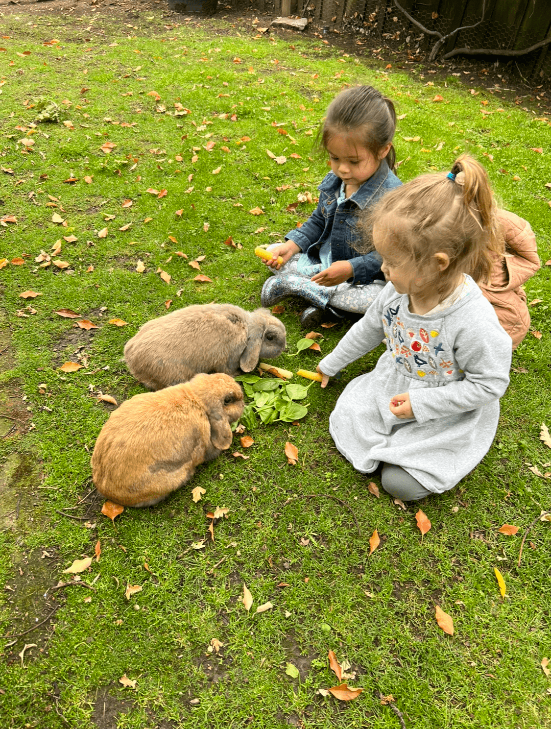 Our Program | Ross Cottage Nursery School | Kentfield Preschools ...